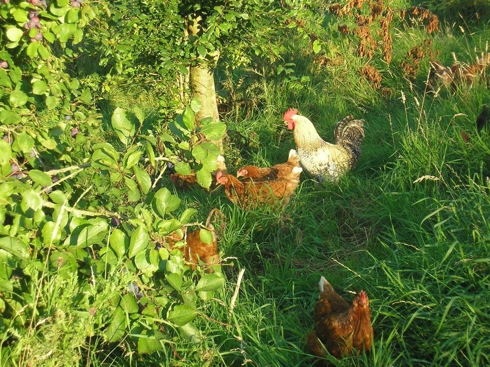 Northlees Farm Bed & Breakfast Perth Luaran gambar