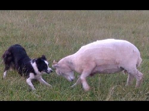 Northlees Farm Bed & Breakfast Perth Luaran gambar
